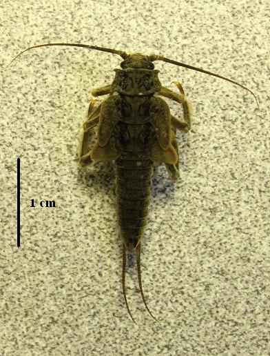 salmonfly